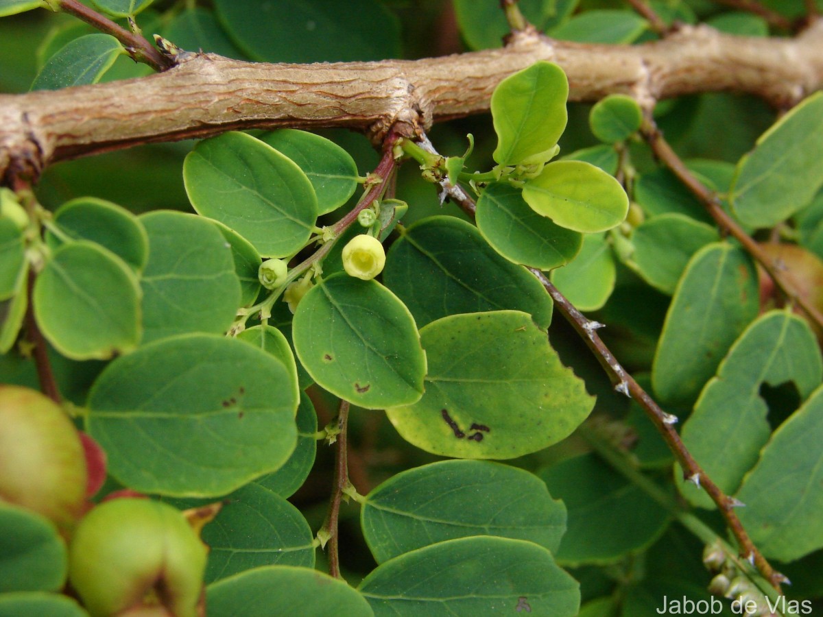 Phyllanthus retusus Dennst.